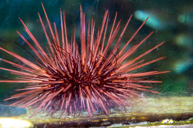 Australia Foodies Getting Hooked on Sea Urchins